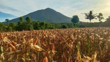 NTT Akan Menanam Jagung 10.000 Hektare Tahun Ini