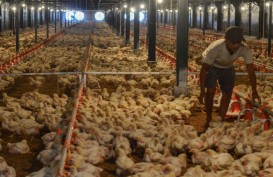 Harga Ayam dan Telur Kembali Normal Ikuti Acuan