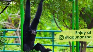 Jangan Lupa, Mulai Pukul 10 Pagi Saksikan Ulah Siamang di @Ragunanzoo 