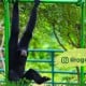 Jangan Lupa, Mulai Pukul 10 Pagi Saksikan Ulah Siamang di @Ragunanzoo 