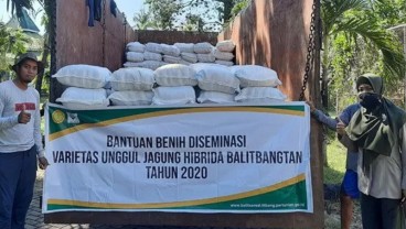 Balitbangtan Sebar Bantuan Benih Jagung ke NTT