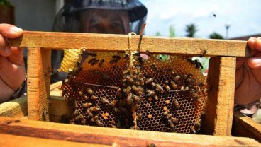 Berkah Covid-19, Penghasilan Petani Madu di Riau Terkerek