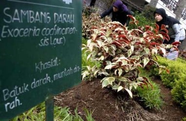 Jaga Stamina, Kemenkes Anjurkan Masyarakat Manfaatkan Obat Tradisional