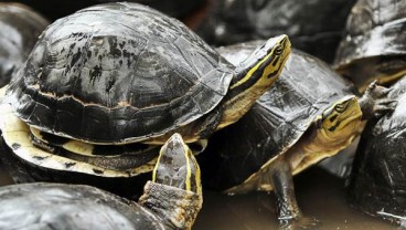 Peringatan World Turtle Day, ini Perbedaan Penyu dan Kura-Kura