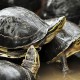 Peringatan World Turtle Day, ini Perbedaan Penyu dan Kura-Kura