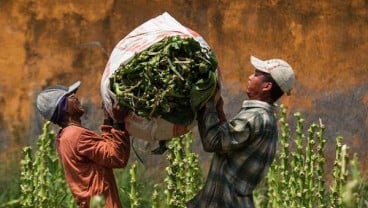 Pemerintah Diminta Perhatikan Petani Tembakau