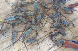 Puluhan Ribu Benih Lobster Dilepas di Kawasan Konservasi di Sumbar