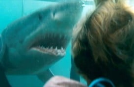 Sinopsis Film Shark Night, Tayang Malam Ini di Bioskop TransTV Pukul 23.00 WIB