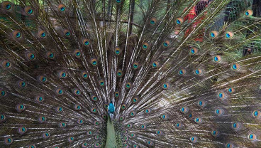 SOLO ZOO AKAN DIBUKA KEMBALI UNTUK UMUM