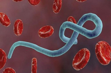 Wabah Virus Ebola Tewaskan 4 Orang di Kongo