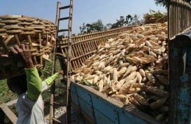 Gorontalo Bersiap Ekspor 12.000 Ton Jagung ke Filipina di Tengah Pandemi Covid-19