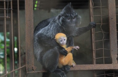 Anak Lutung Lahir di Kebun Binatang Bandung di Masa Pandemi