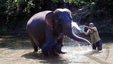 Seekor Gajah Mati Makan Nanas Isi Petasan, Sedang Hamil