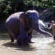 Seekor Gajah Mati Makan Nanas Isi Petasan, Sedang Hamil