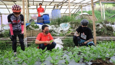 Penjualan Sayur Organik Meroket 300 Persen saat Pandemi Covid-19