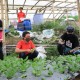 Penjualan Sayur Organik Meroket 300 Persen saat Pandemi Covid-19