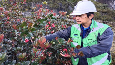 PT Freeport Indonesia Temukan Satu Spesies Tumbuhan Baru di Papua