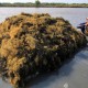 Ini Persiapan Pengusaha Rumput Laut Hadapi New Normal