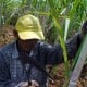 Harga Gula Anjlok Saat Musim Giling, Petani Salahkan Banjir Impor