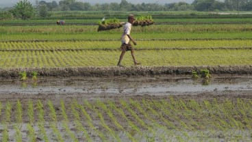 Program Ketahanan Pangan, Kementerian PUPR Optimalisasi Lahan di Kalteng