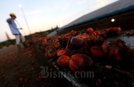 INDEF: Produksi Minyak Sawit Akan Terkoreksi 