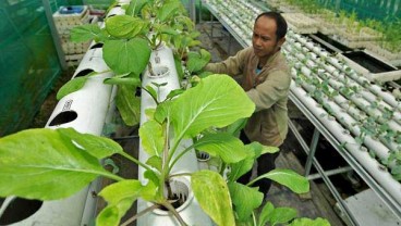 Lahan Terbatas, Mari Bercocok Tanam Pakai Hidroponik