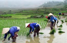 Setelah Disetop, Ekspor Beras Vietnam Melonjak pada Mei 2020