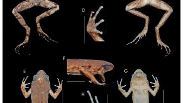 Katak Jenis Baru dari Sumatra Ditemukan, Ukurannya Mini