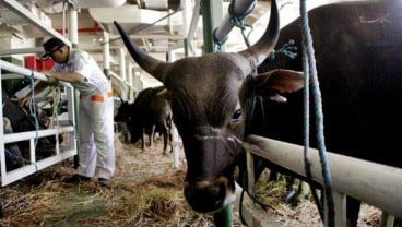 Pemkot Cimahi Galakan Vaksinisas Brucellosis pada Sapi Betina 