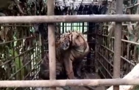 Keren! Harimau Sumatra Ini Berhasil Ditangkap Dalam Keadaan Hidup
