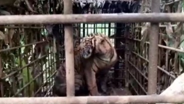 Keren! Harimau Sumatra Ini Berhasil Ditangkap Dalam Keadaan Hidup