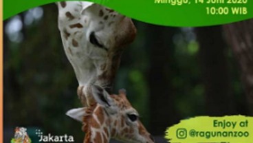 Yuk, Intip Lucunya Jerapah Dirgah, Ayu, dan Julang di @ragunanzoo