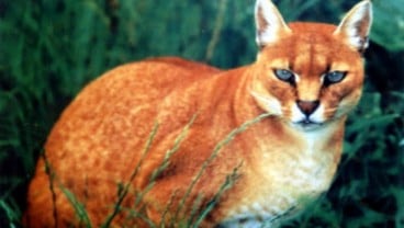 Kucing Emas, Jenis Langka Yang Muncul di Agam Sumbar