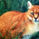 Kucing Emas, Jenis Langka Yang Muncul di Agam Sumbar