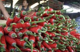 Harga Cabai Merah di Ambon Melonjak 33 Persen ke Rp80.000 per Kilogram