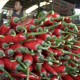 Harga Cabai Merah di Ambon Melonjak 33 Persen ke Rp80.000 per Kilogram