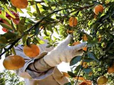Cek Fakta: Jus Jeruk Justru Bikin Obesitas?
