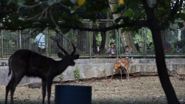 Wisata Ragunan Dibuka Pagi Ini, Pengunjung Dibatasi 1.000 Orang