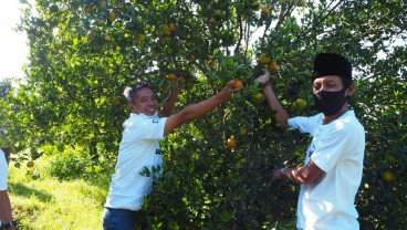Dukung Ketahanan Pangan, BRI Hadir di Tengah-tengah Petani Jeruk di Malang