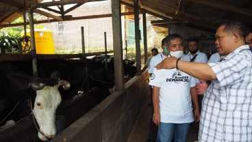 Lagi! Perkuat Ketahanan Pangan di Kediri, BRI Dukung Peternak Sapi Perah dengan KUR dan CSR BRI Peduli