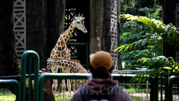 Kebun Binatang Ragunan Hanya Memperbolehkan Pengunjung Ber-KTP DKI Jakarta