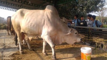 Kementan Jadikan Subang Daerah Percontohan Korporasi Sapi