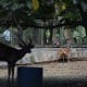 Ancol dan Ragunan Buka Perdana, Bagaimana Keadaannya?