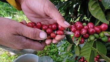 Pandemi Covid-19 Bikin Pasar Kopi Semakin Pahit