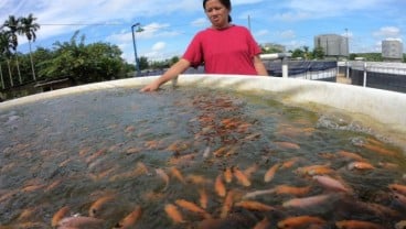 Soal Asuransi, KKP Jangan Lupakan Pembudidayaan Ikan Skala Kecil