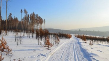 Suhu Siberia Mencapai 100 Derajat Fahrenheit, Rekor Terpanas yang Pernah Tercatat