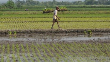 Indonesia Wajib Miliki Cadangan Pangan Memadai di Tengah Pandemi