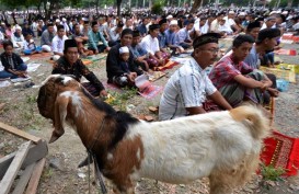 Jelang Iduladha, NTT Kekurangan Kapal Ternak