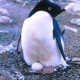 Manusia Takut Es di Kutub Cair, Penguin Justru Bergembira