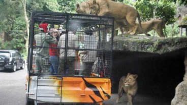 Ridwan Kamil Beri Izin Taman Safari Buka Kembali, Ini Alasannya